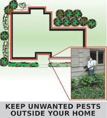 Pest Prevention Spraying